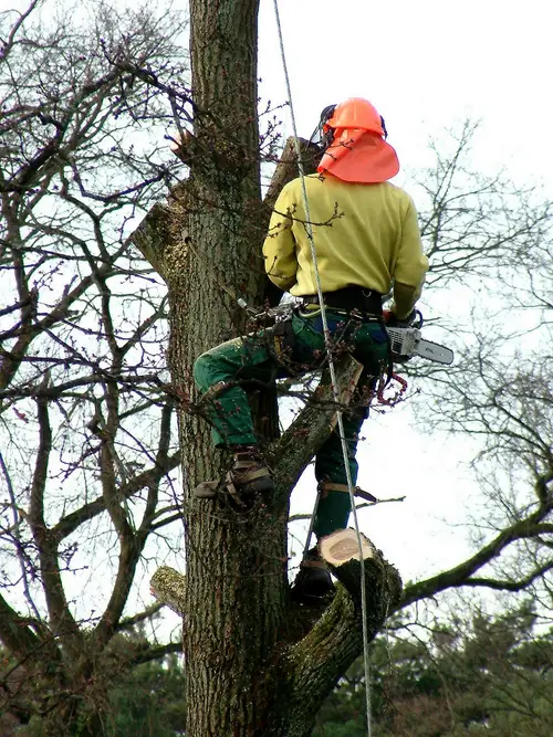Arborist secured with ropes while cutting a tree branch