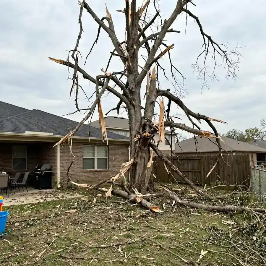 Storm-damaged dead tree in a North Texas suburban backyard before removal