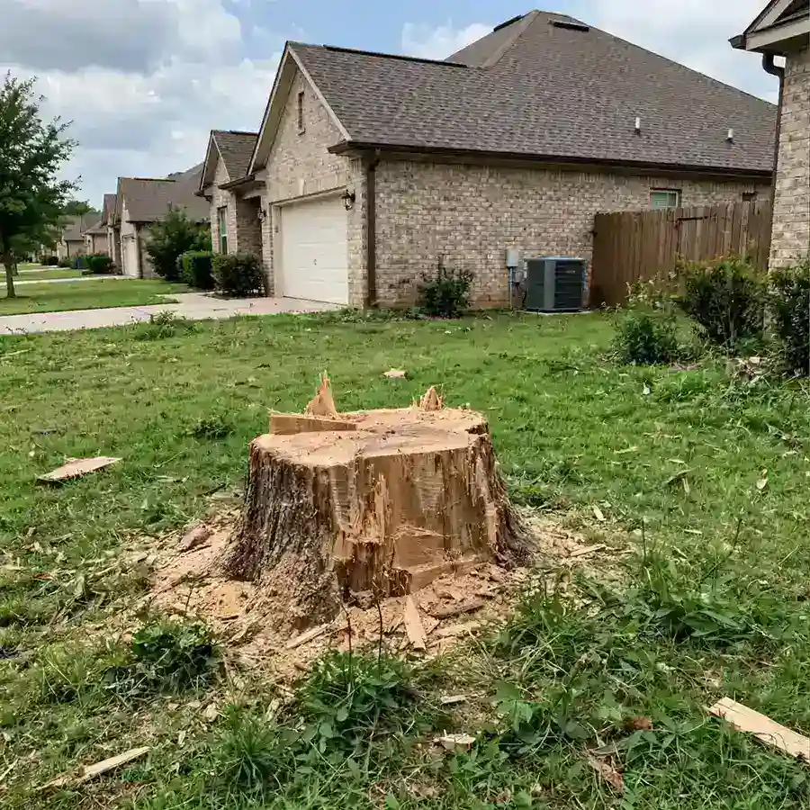 Large freshly cut stump in a North Texas suburban lawn before grinding